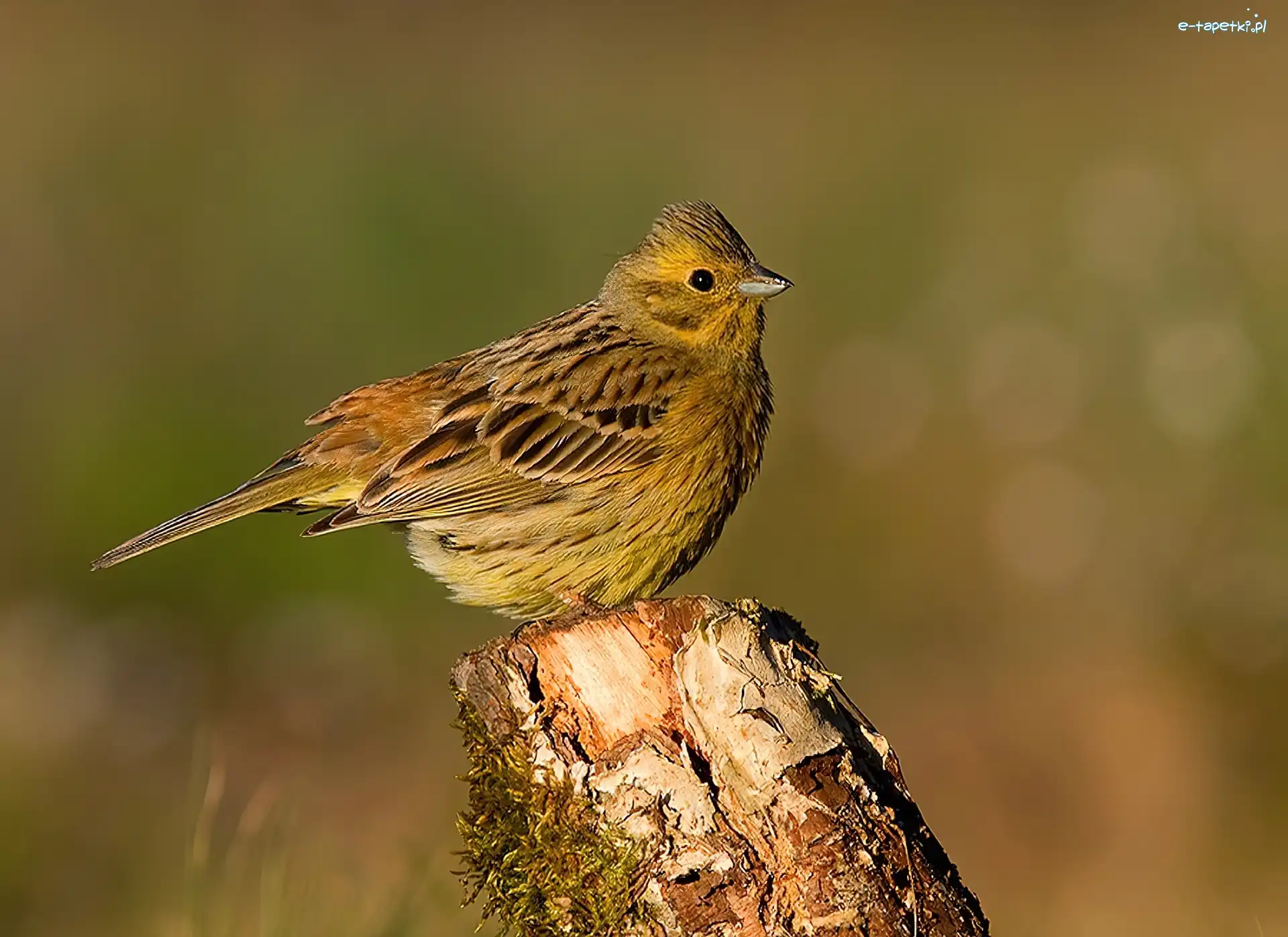 Konarze, Na, Trznadel