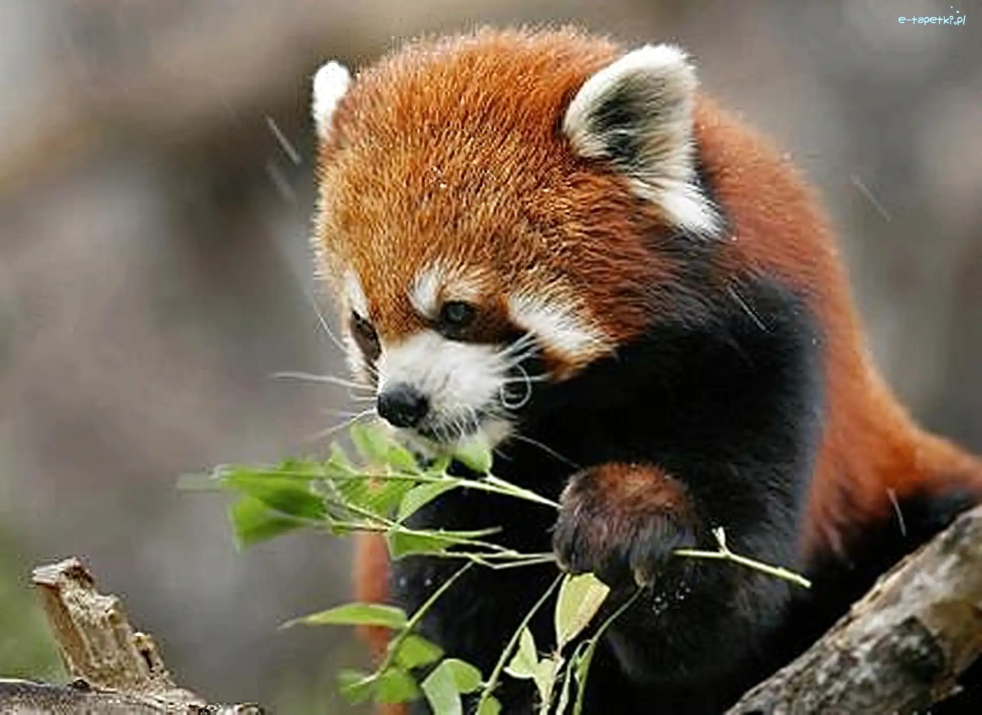 Czerwona, Pandka ruda, Liście, Panda
