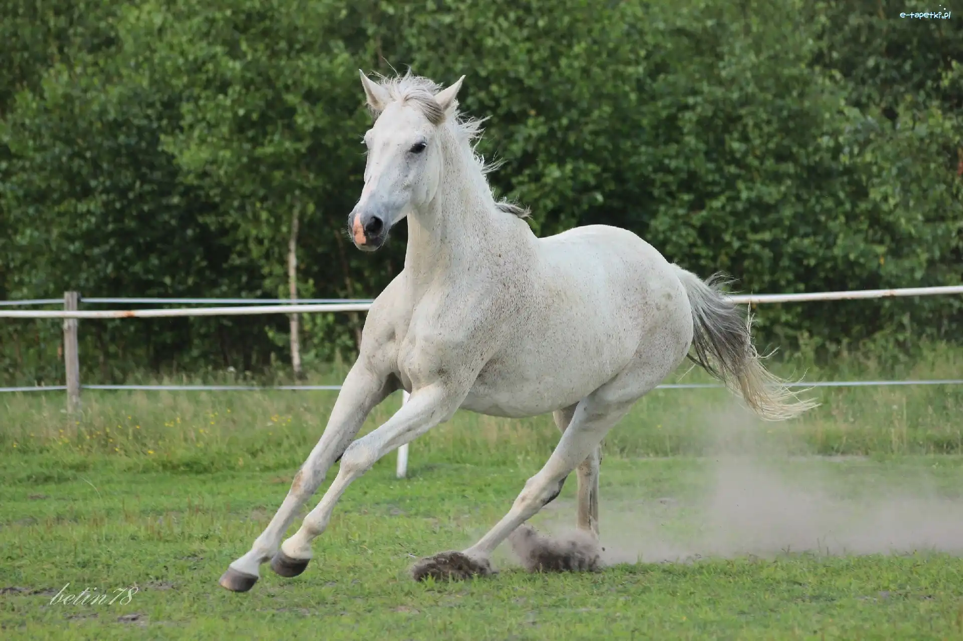Galop, Klacz, Siwa