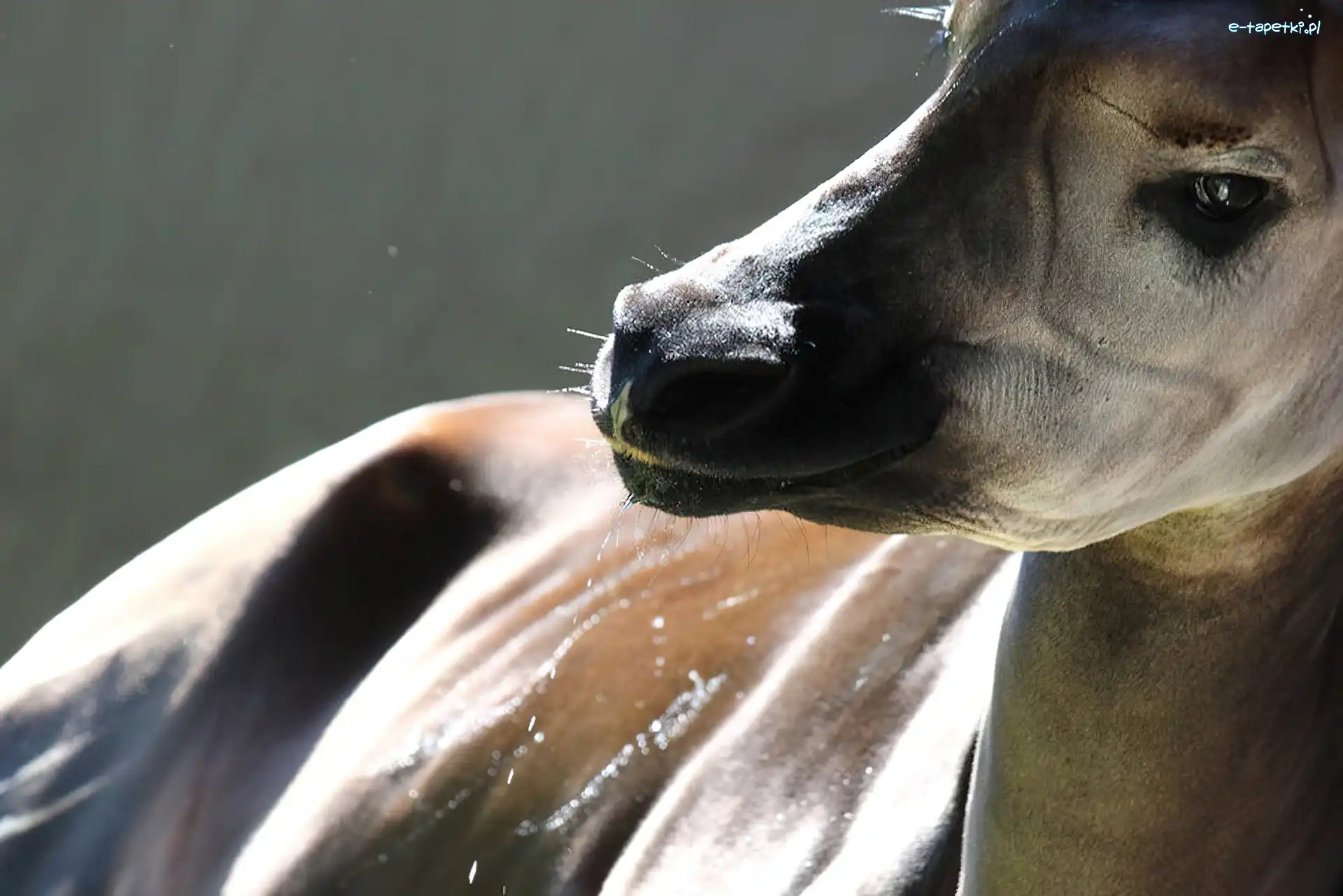 Oko, Łeb, Okapi