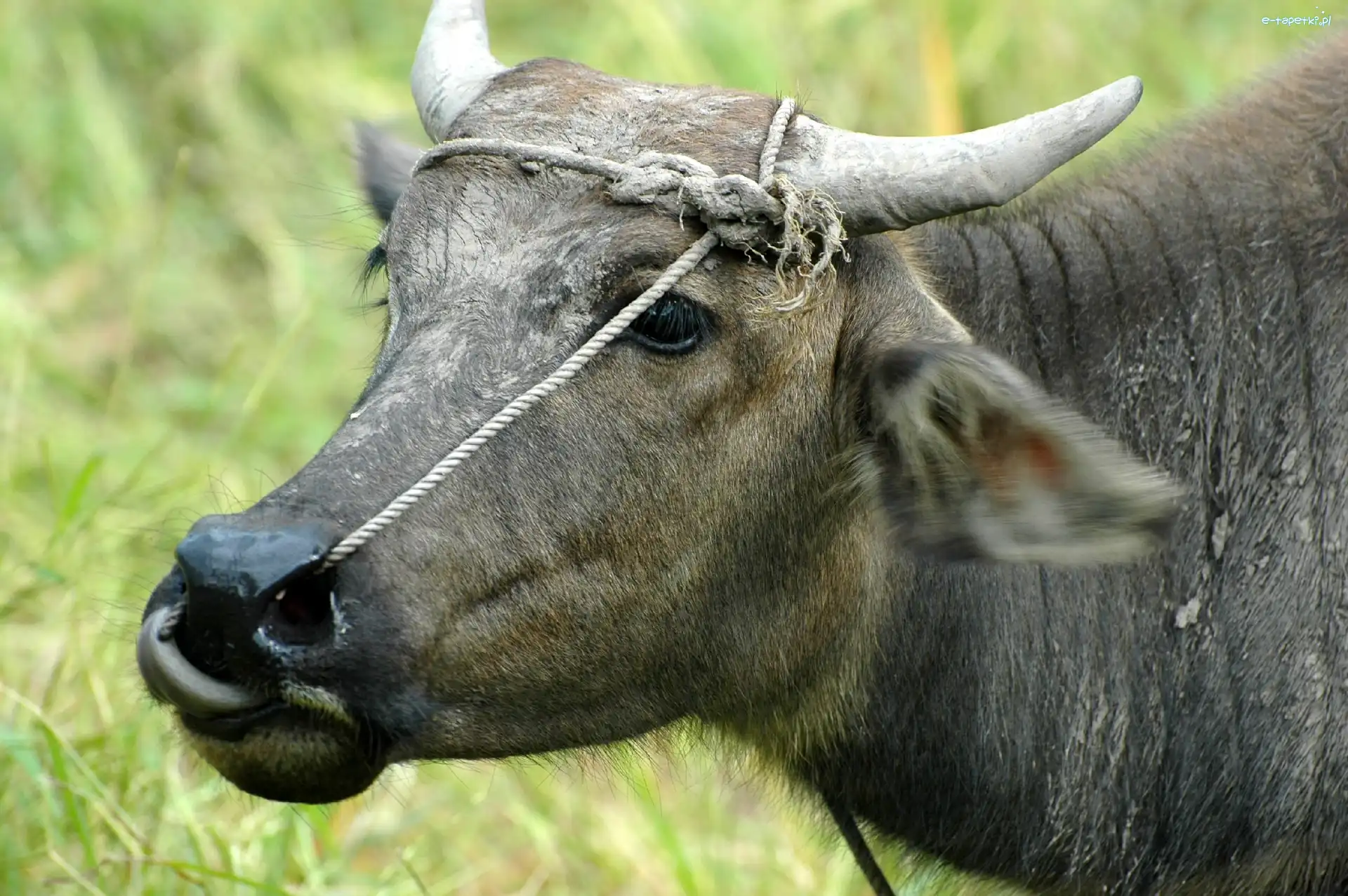 Trawa, Domowy, Bawół