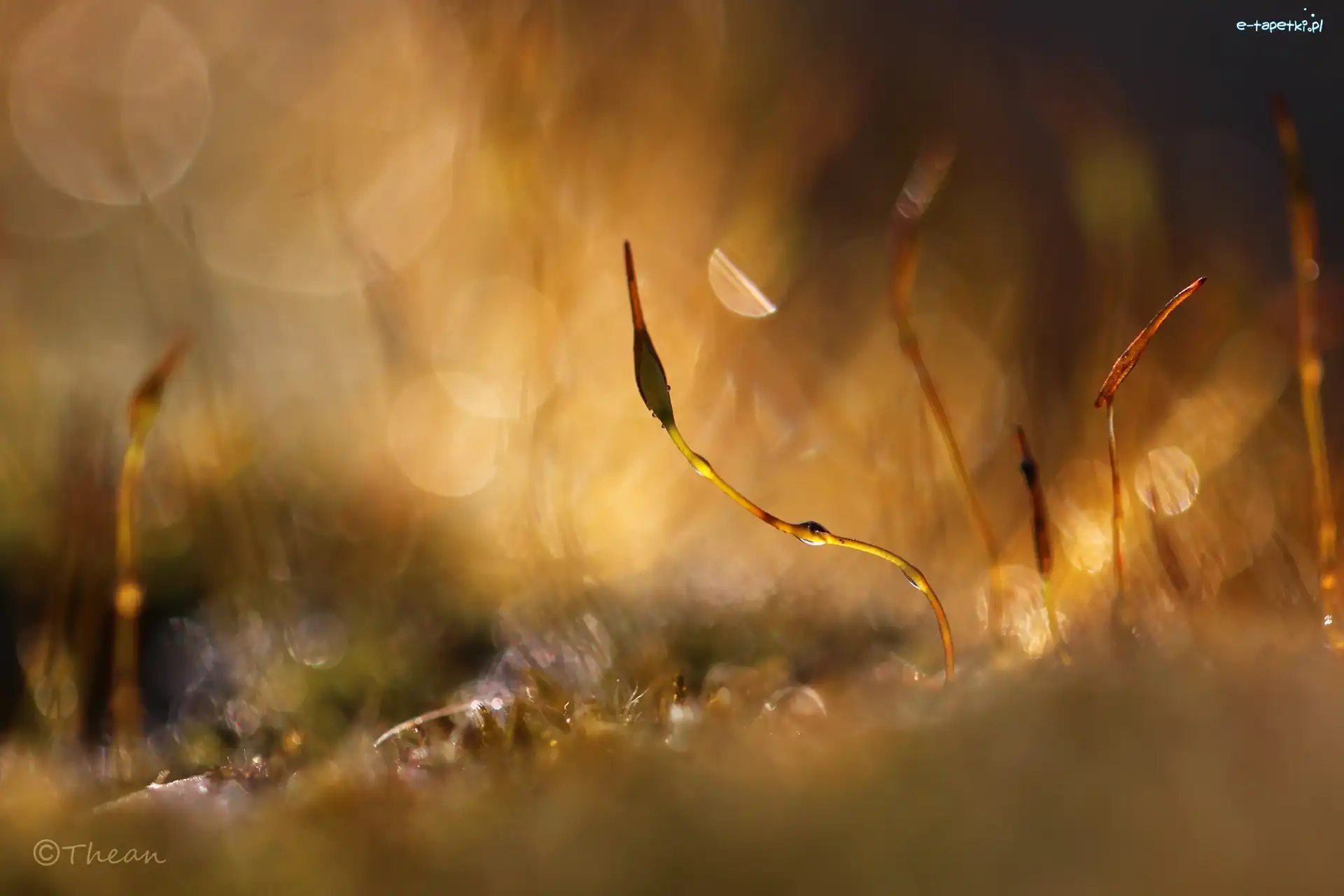Źdźbła, Bokeh, Makro, Mech