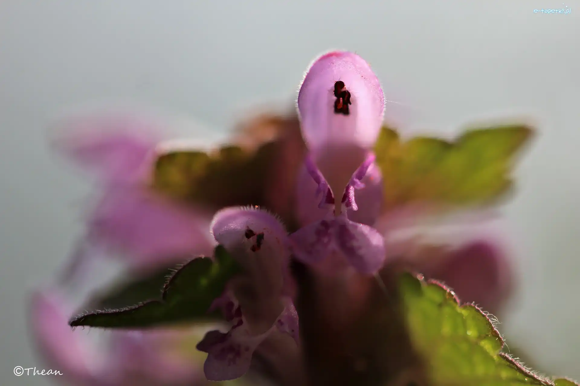 Kwiaty, Fioletowe, Jasnota Purpurowa