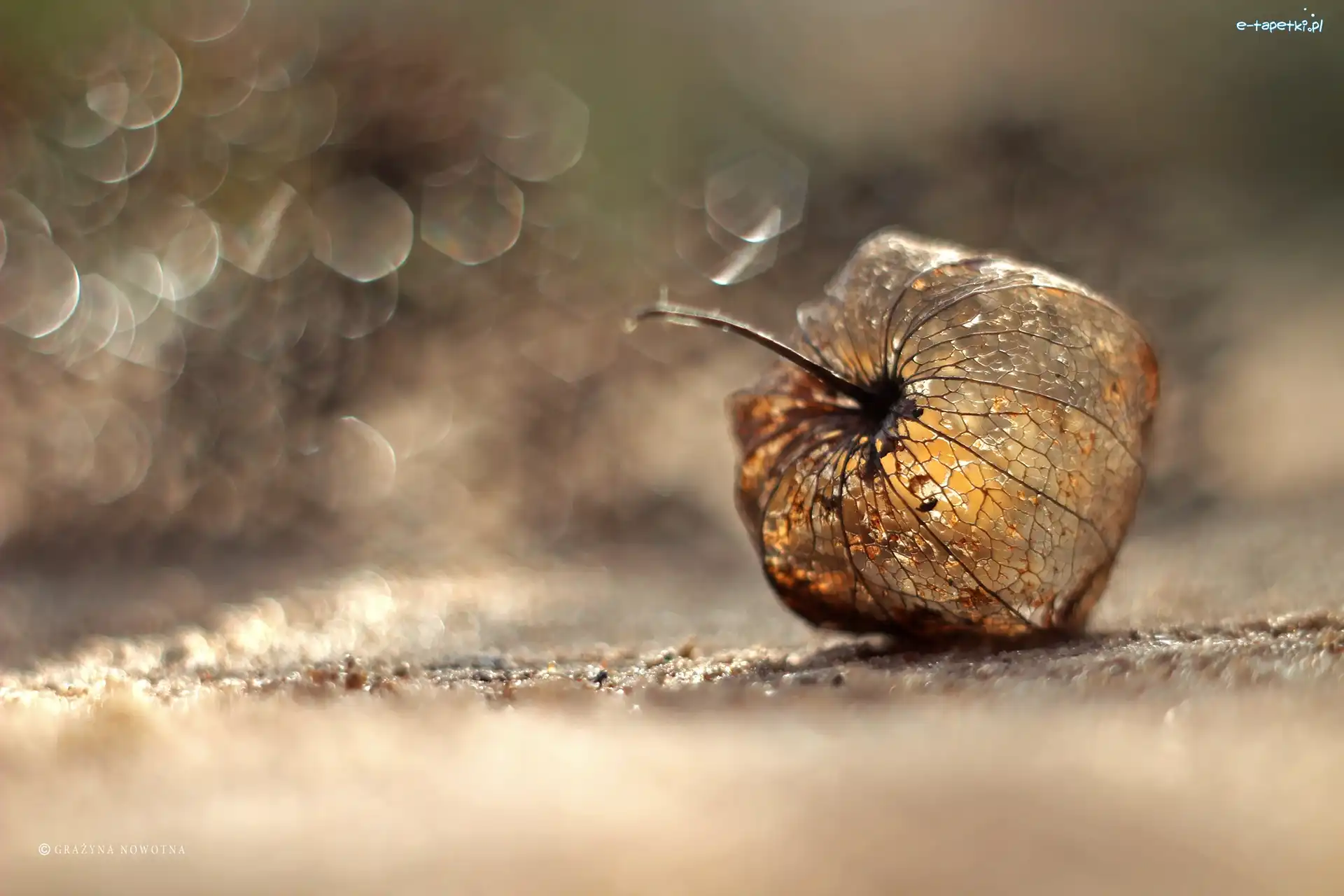 Bokeh, Miechunka Rozdęta