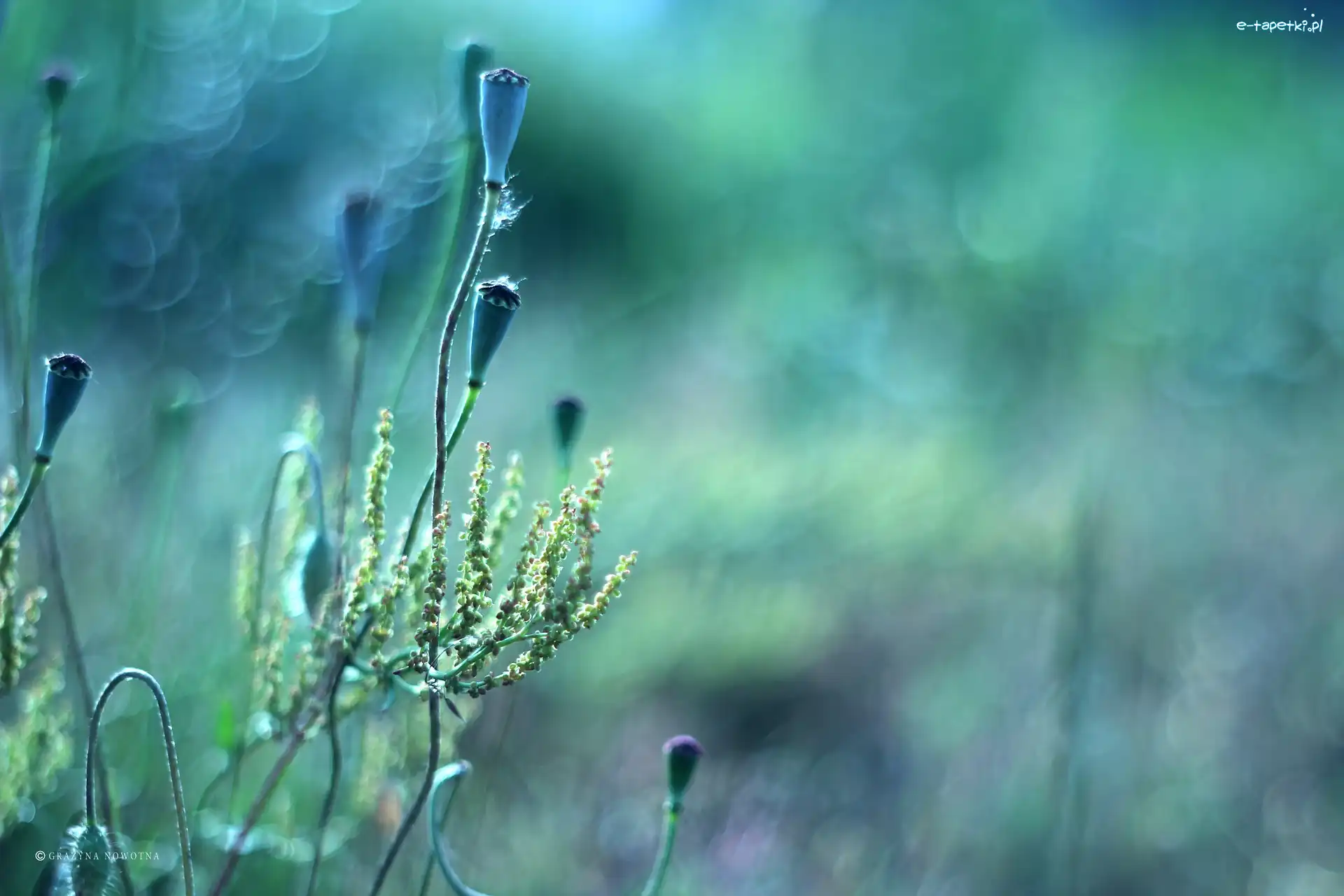 Bokeh, Rośliny, Makówki