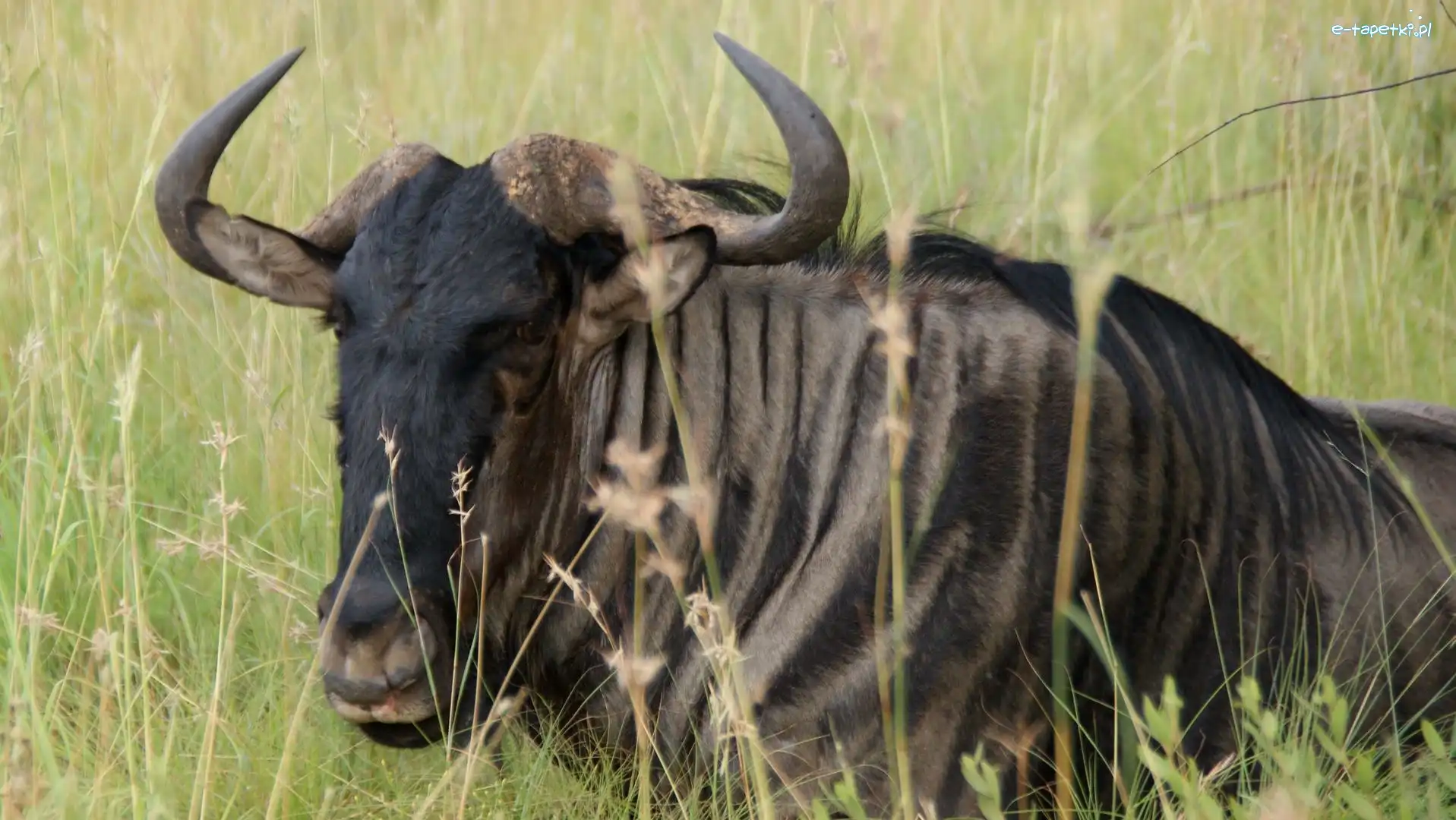 Trawa, Antylopa, Gnu