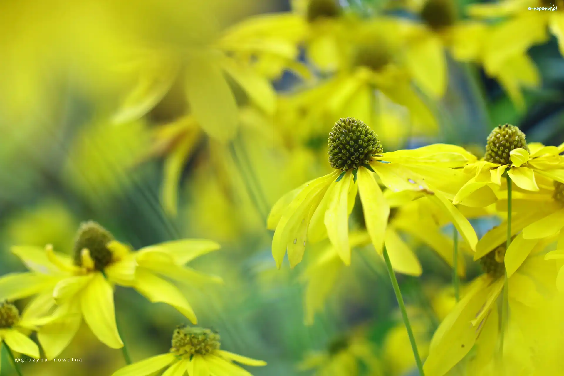 Kwiaty, Żółte, Rudbekia Naga