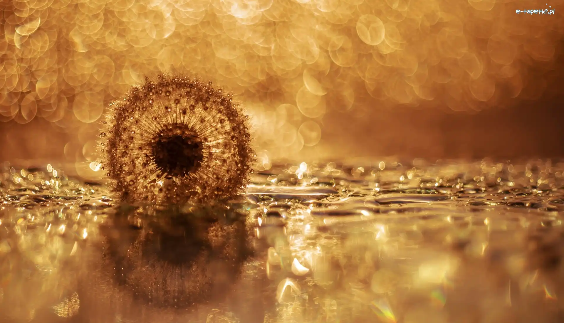 Dmuchawiec, Bokeh, Krople, Mniszek lekarski