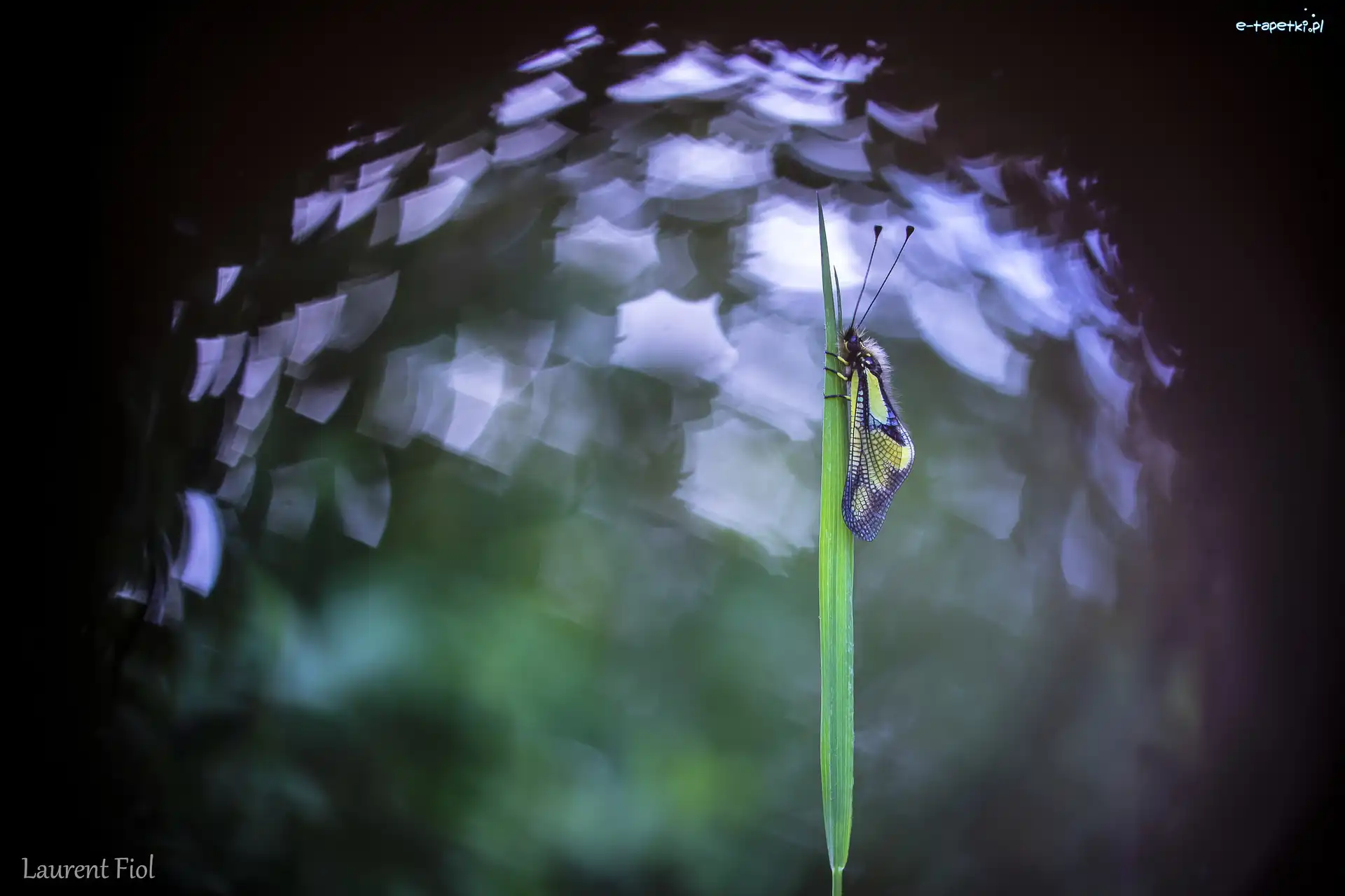 Trawa, Zielone, Źdźbło, Bokeh, Owad, Żółto-czarny