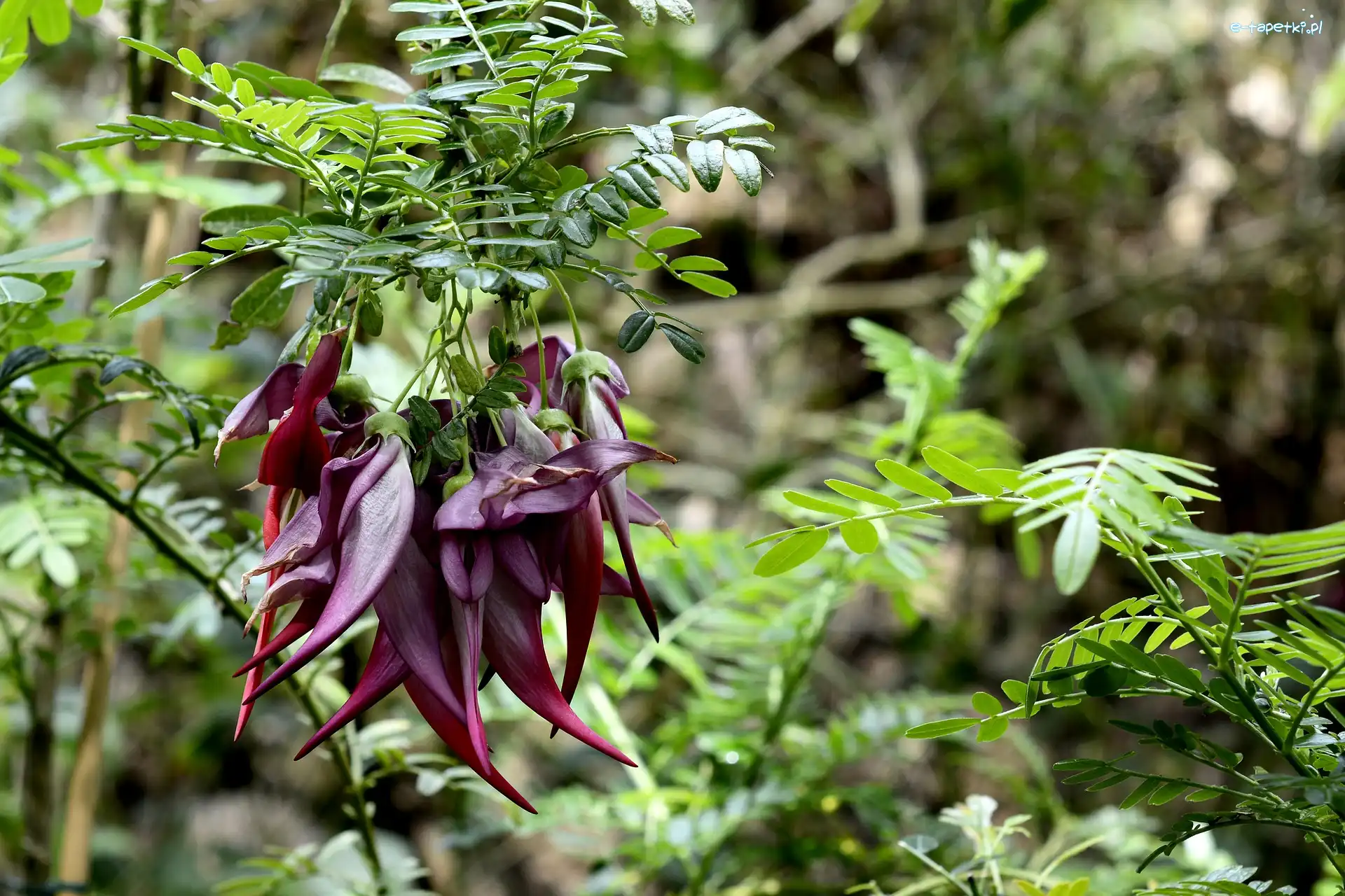 Bordowe, Kwiaty, Egzotyczne, Liście, Clianthus