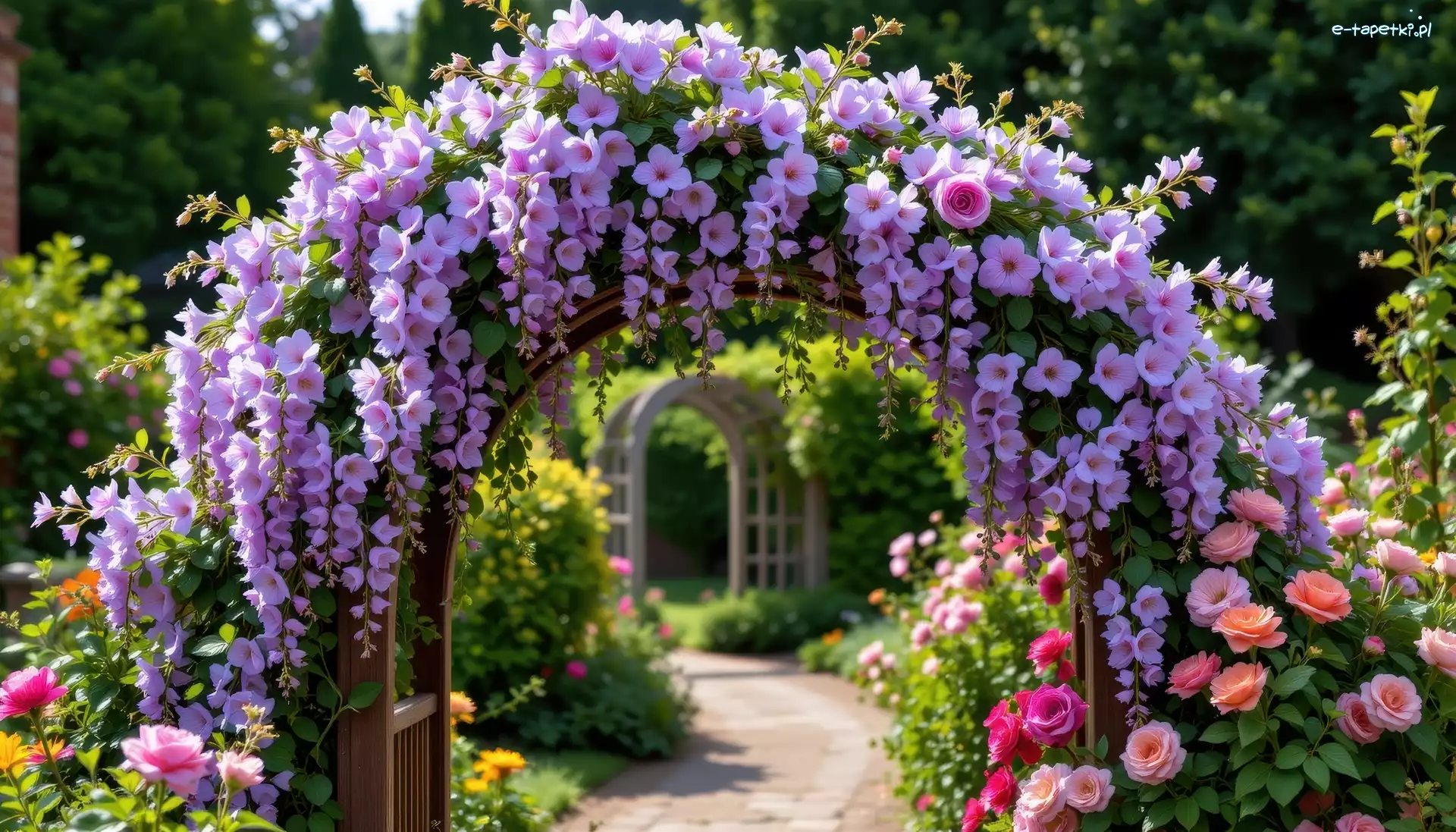Pergola, Róże, Glicynia, Ogród