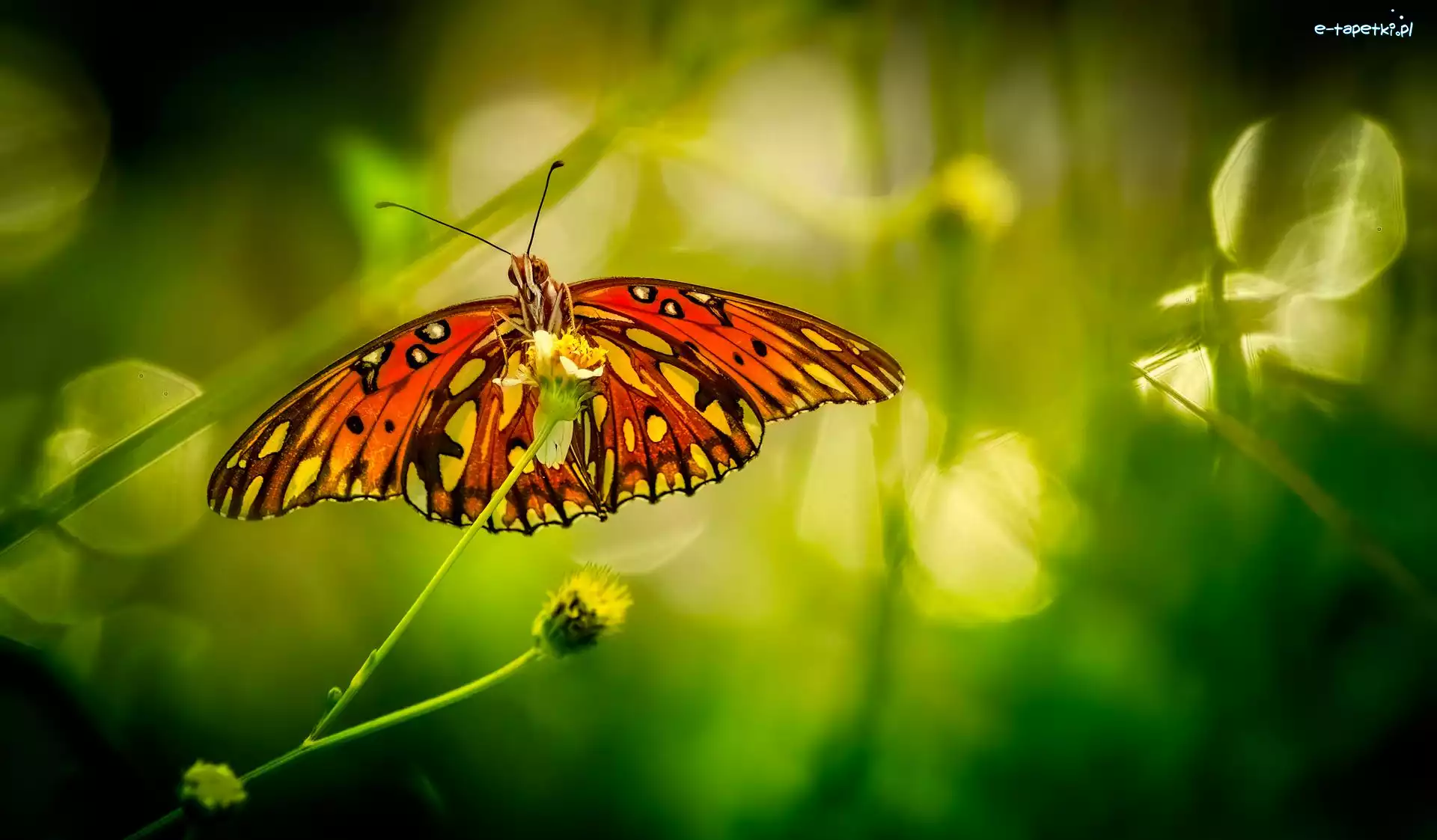 Zbliżenie, Roślina, Motyl