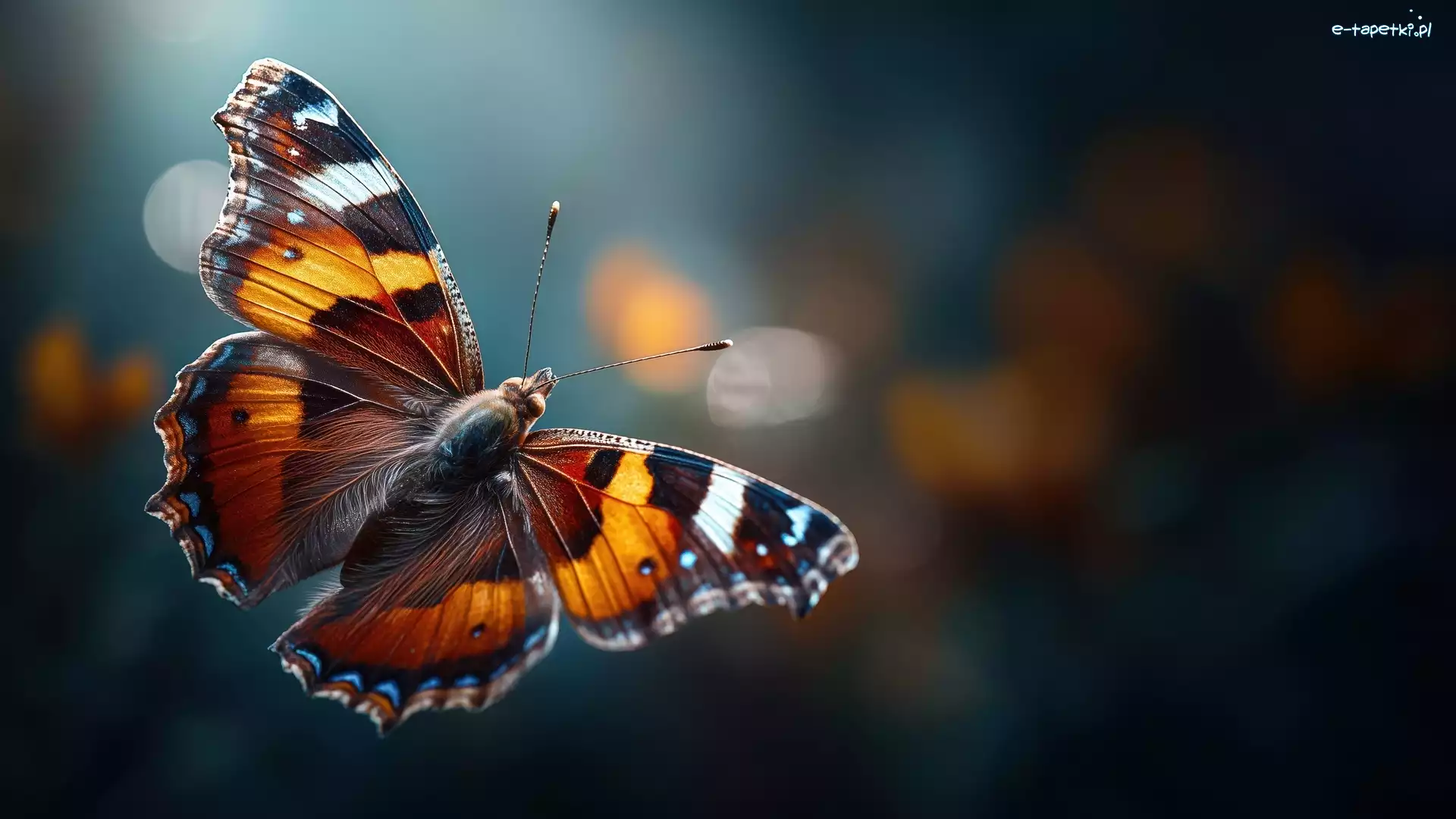 Zbliżenie, Motyl, Kolorowy