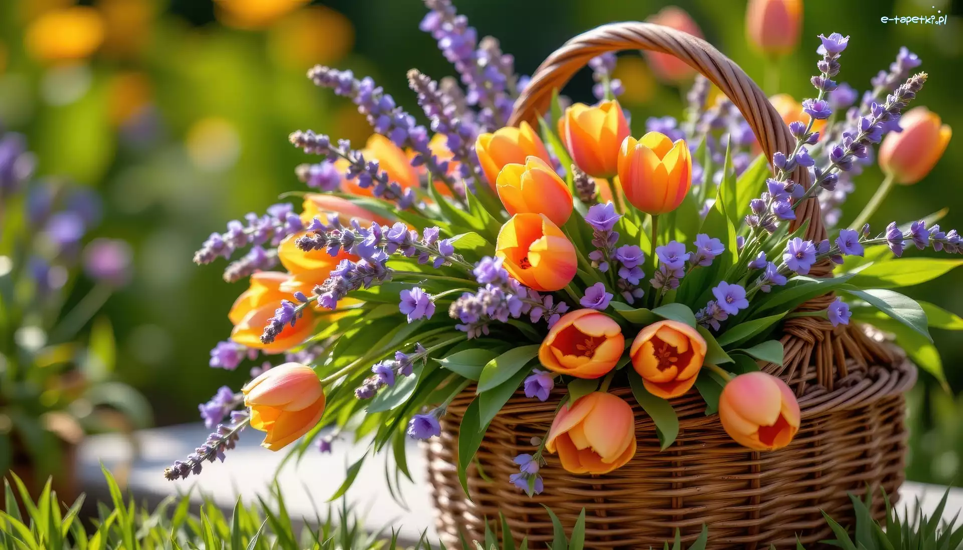 Lawenda, Koszyk, Tulipany, Kwiaty