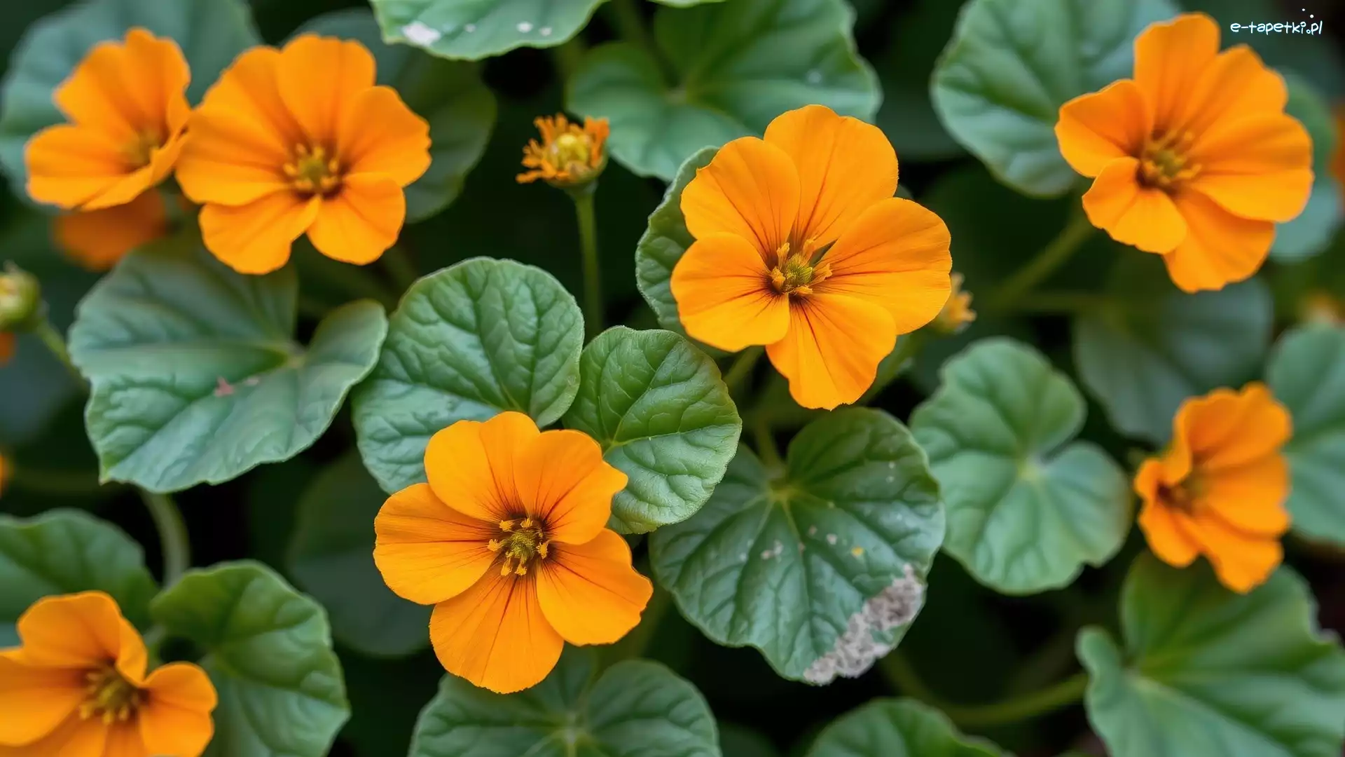 Pomarańczowe, Zielone, Kwiaty, Zbliżenie, Listki