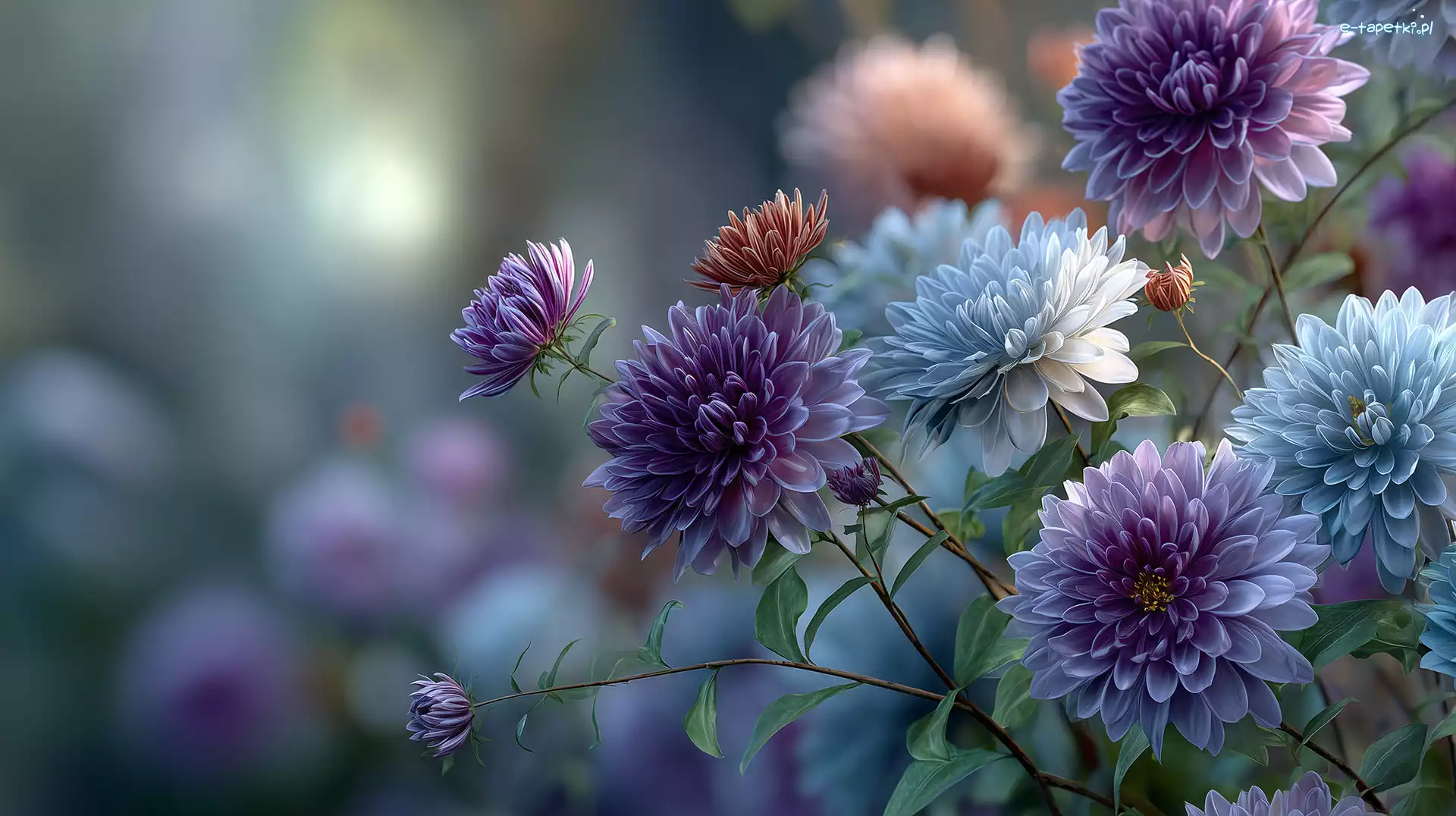 Grafika, Chryzantemy, Kwiaty, AI, Fioletowe, Niebieskie