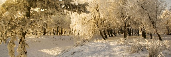 Śnieg, Zima, Ścieżka, Drzewa