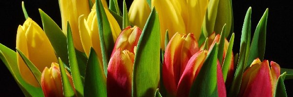 Bukiet, Tulipany, Kolorowe