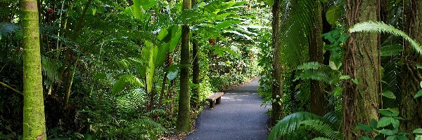 Tropikalny, Aleja, Ogród Botaniczny, Hawaje