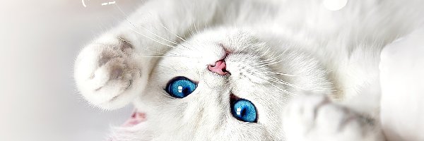 Kot, Oczy, Niebieskie, Biały