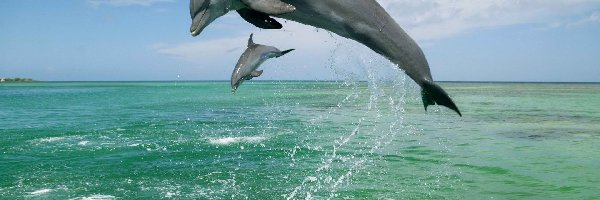 Morze
, Delfiny, Dwa