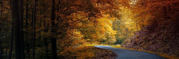 Las, Liście, Droga, Jesień, Światło