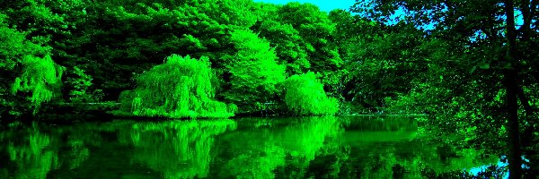 Drzewa, Zielone, Rzeka