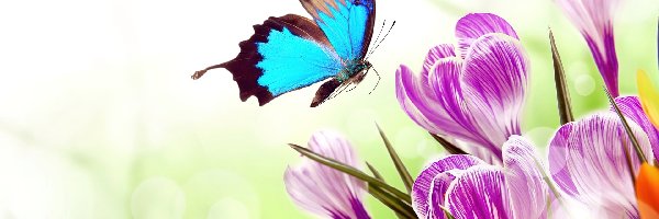 Motyl, Krokusy, Kwiaty