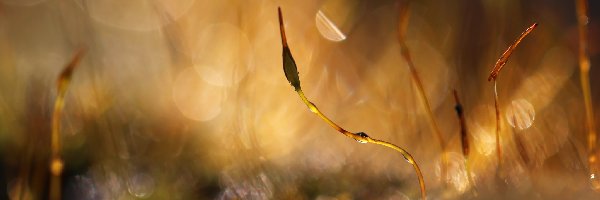 Źdźbła, Bokeh, Makro, Mech