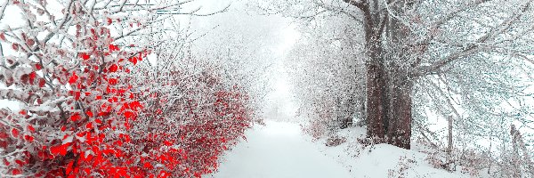Drzewa, Śnieg, Droga