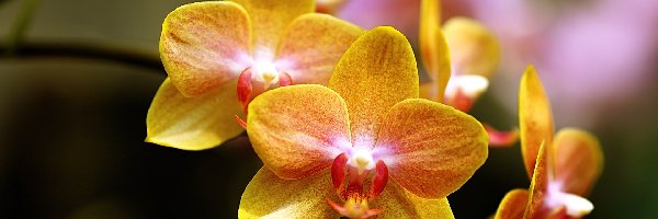 Kwiaty, Żółte, Orchidea