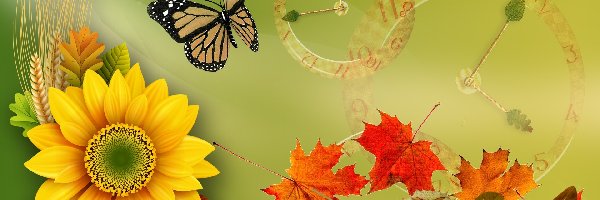 Słonecznik, Motyl, Liście, Grafika, Jesień