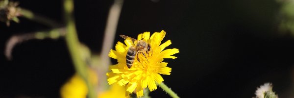 Lato, Kwiat, Pszczoła