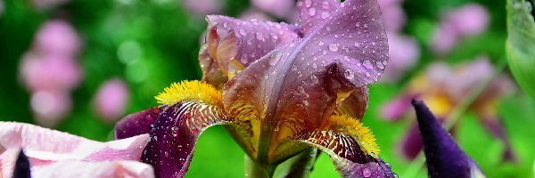 Irys, Deszczu, Krople, Kwiat