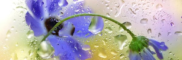 Kwiaty, Deszczu, Krople, Niebieskie