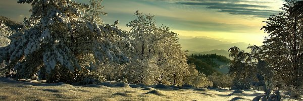 Pokryte, Zaspy, Śniegiem, Drzewa