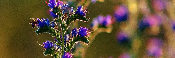 Niebieskie, Pszczoła, Kwiaty, Roślina