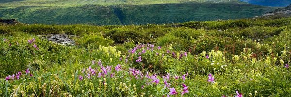 Alaska, Chmury, Góry, Kwiaty, Łąka