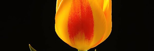 Tulipan, Tło, Czarne, Żółty