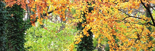 Kolorowe, Jesienny, Liście, Bluszcz, Park