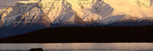 Niedźwiedź, Góry, Alaska