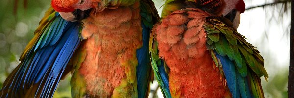 Dwie, Papugi, Kolorowe, Gałąź