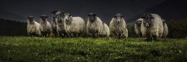 Łąka, Owce