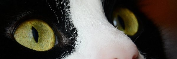 Biały, Oczy, Kot, Czarno