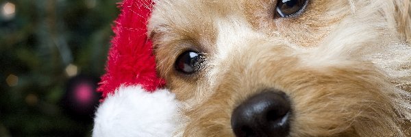 Yorkshire terrier, Mikołaj, Pies