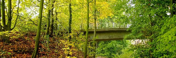 Droga, Drzewa, Most, Jesień, Liście
