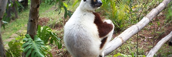 Roślinność, Sifaka, Lemur