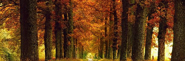 Droga, Trawy, Drzewa, Jesień