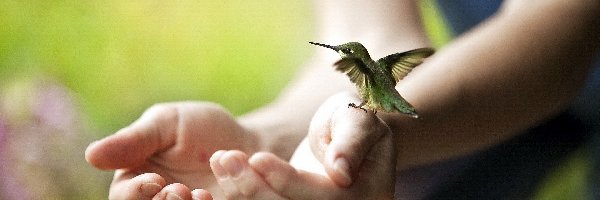 Ręce, Koliber