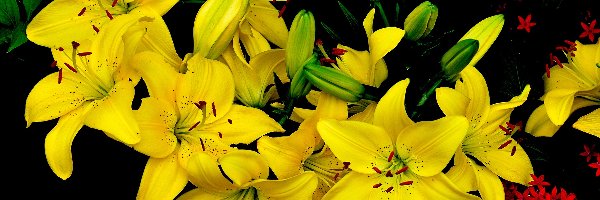 Lilie tygrysie, Żółte